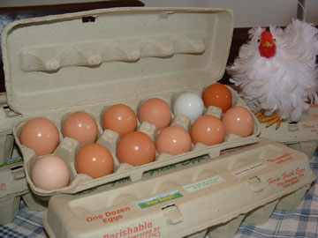 eggcarton.jpg